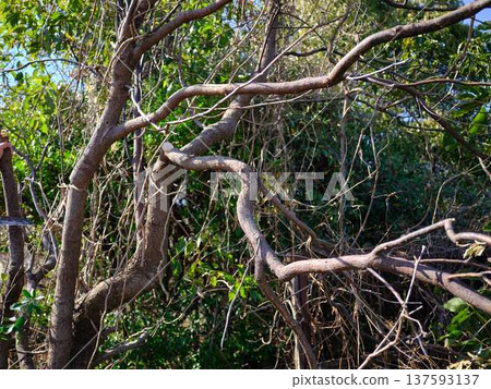 木頭 木 樹木 137593137