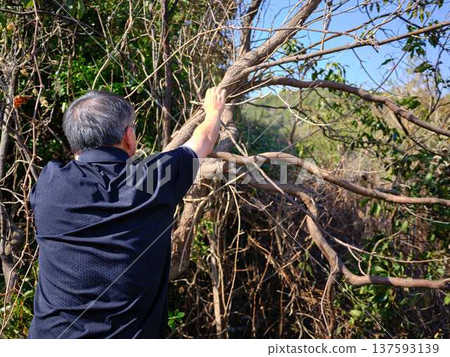 木頭 木 樹木 137593139