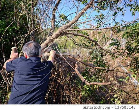 wood, cut down, felling 137593145