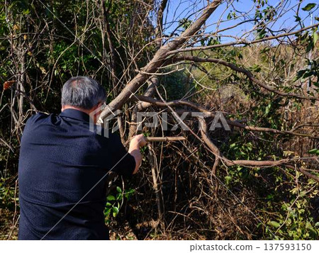 wood, cut down, felling 137593150