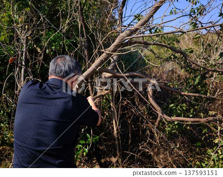 木頭 木 樹木 137593151