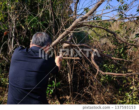 wood, cut down, felling 137593153