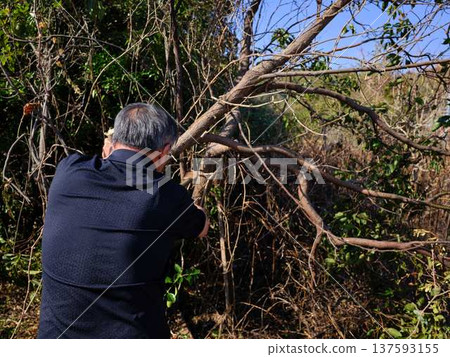 木頭 木 樹木 137593155