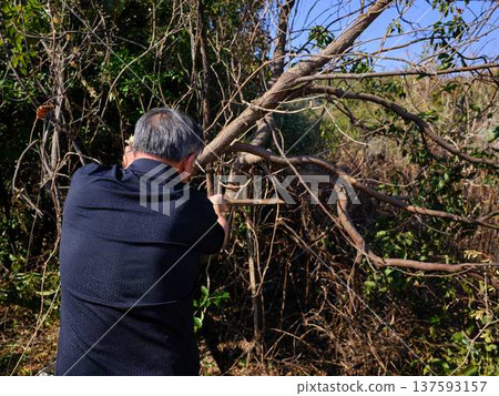 wood, cut down, felling 137593157
