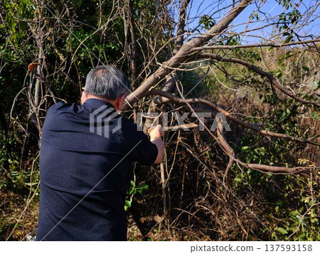 wood, cut down, felling 137593158