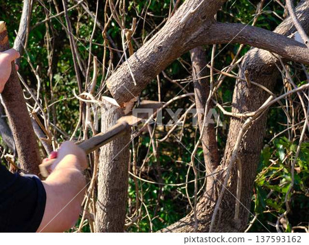 wood, cut down, felling 137593162