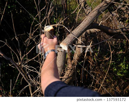 木頭 木 樹木 137593172