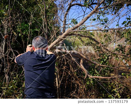 木頭 木 樹木 137593179