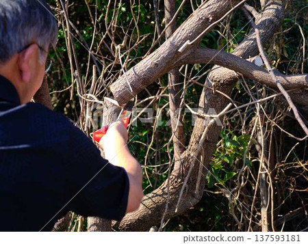 wood, cut down, felling 137593181