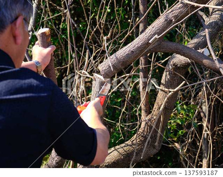 wood, cut down, felling 137593187