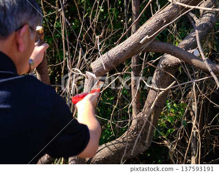 wood, cut down, felling 137593191