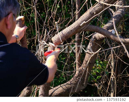 wood, cut down, felling 137593192