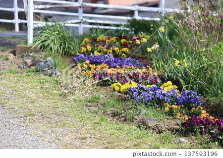 Pansy flowers decorating the spring garden 137593196