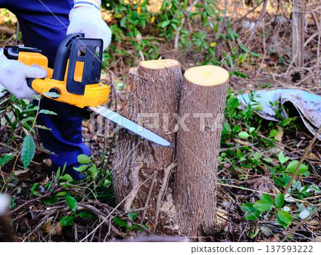 wood, cut down, felling 137593222