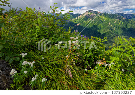 Alpine plants of Mt. Mozawa and Mt. Washu in the Northern Alps Alpine plants of Mt. Mozawa and Mt. Washu in the Northern Alps 137593227