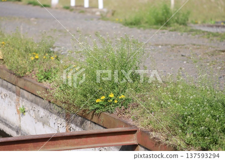 春天，路邊盛開的蒲公英 137593294