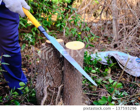 wood, cut down, felling 137593296