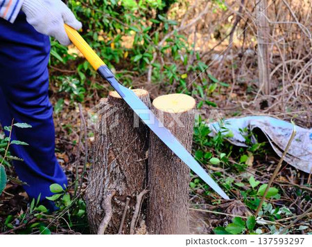 伐木工人 採伐森林 砍伐 137593297