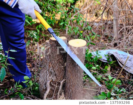 cut down, felling, firewood 137593298
