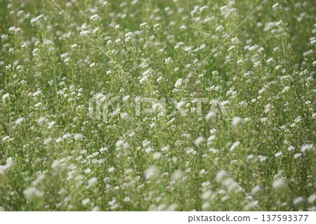 White shepherd's purse flower field White shepherd's purse flower field 137593377