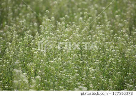 White shepherd's purse flower field 137593378