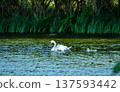Adult swan swimming slowly across calm water accompanied by several young cygnets. The birds move together across the natural water surface while ripples spread around them. 137593442