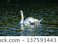 Swan with young cygnets swimming together across calm water in a natural wetland environment. 137593443