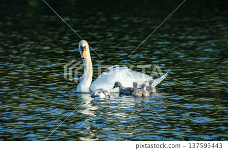 Swan with young cygnets swimming together across calm water in a natural wetland environment. Swan with young cygnets swimming together across calm water in a natural wetland environment. 137593443