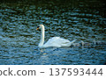 Swan Family with Young Cygnets Gliding on Water in Peaceful Natural Environment 137593444