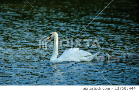 Swan Family with Young Cygnets Gliding on Water in Peaceful Natural Environment 137593444