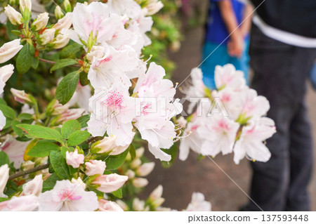 春天,公園裡的杜鵑花盛開(石寺) 春天,公園裡的杜鵑花盛開(石寺) 137593448