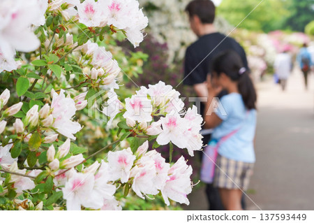 一家人在石寺欣賞杜鵑花。 一家人在石寺欣賞杜鵑花。 137593449