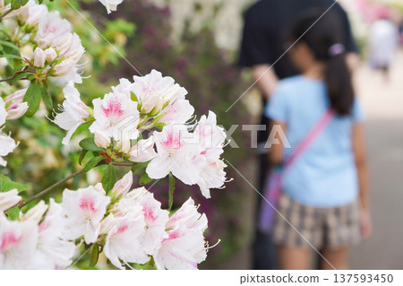 一位女孩正在欣賞杜鵑花(石寺) 一位女孩正在欣賞杜鵑花(石寺) 137593450