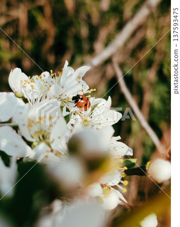 Ladybug on white spring blossom 137593475