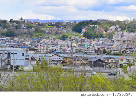 Cherry blossom season: Streets on the outskirts of Numata City, scenery near Jizo Bridge on the Tone River 137593543