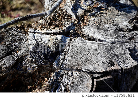 Old Stump Old Stump 137593631