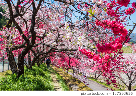 Achi Village, Hanamomo Village 137593636