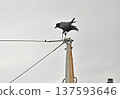 A crow just before taking off 137593646