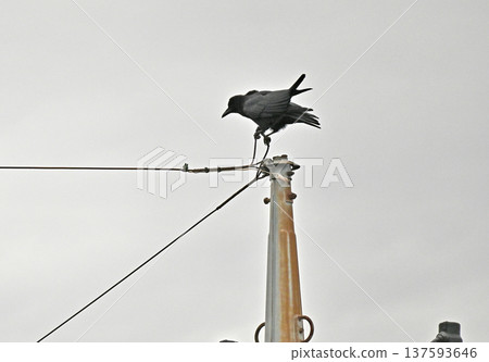 A crow just before taking off 137593646