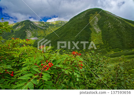 Rowan berries on the ridge of Mt. Yumori and Mt. Sugoroku in the Northern Alps Rowan berries on the ridge of Mt. Yumori and Mt. Sugoroku in the Northern Alps 137593656