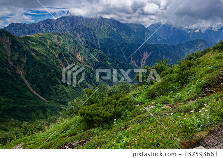 北阿爾卑斯山的阿爾卑斯山上，高山植物競相綻放；從尤里山的山脊上可以看到，雲霧繚繞在長槍山上空。 137593661