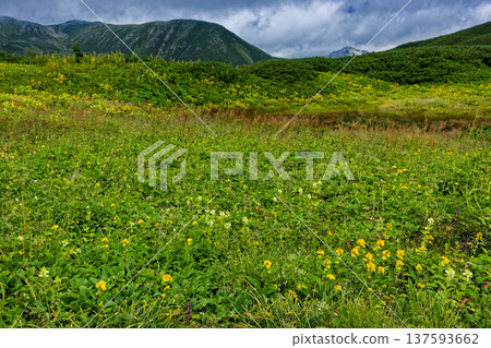 Flower fields of Hanamidaira and Mt. Sugoroku on the ridge of Mt. Yumori in the Northern Alps Flower fields of Hanamidaira and Mt. Sugoroku on the ridge of Mt. Yumori in the Northern Alps 137593662