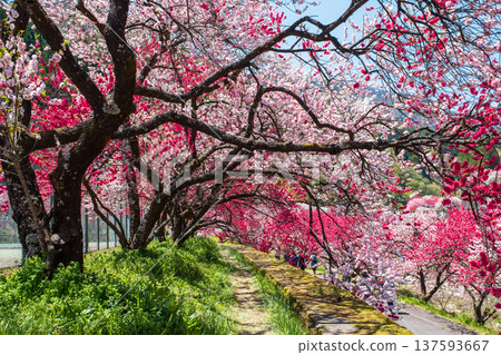 Achi Village, Hanamomo Village 137593667