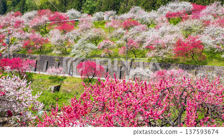 阿智村、花桃村 阿智村、花桃村 137593674
