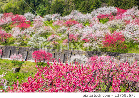 Achi Village, Hanamomo Village 137593675
