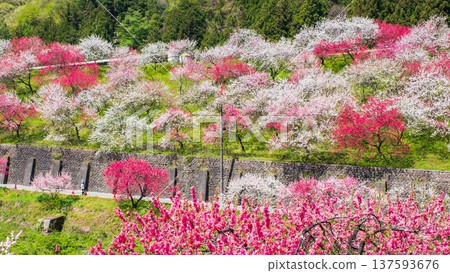 Achi Village, Hanamomo Village Achi Village, Hanamomo Village 137593676