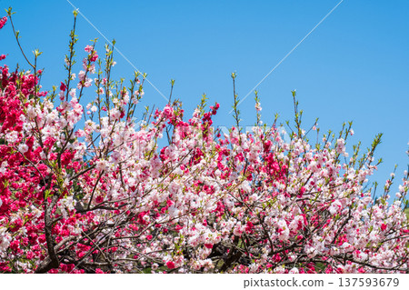 Flowering peach (at Flowering Peach Village, Achi Village) Flowering peach (at Flowering Peach Village, Achi Village) 137593679