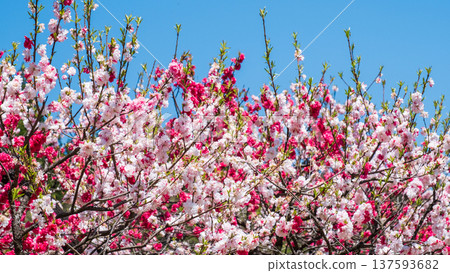Flowering peach (at Flowering Peach Village, Achi Village) 137593682