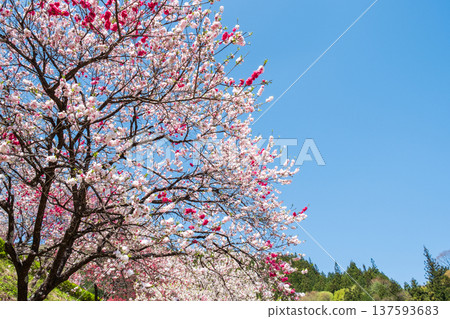 Flowering peach (at Flowering Peach Village, Achi Village) Flowering peach (at Flowering Peach Village, Achi Village) 137593683