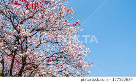 Flowering peach (at Flowering Peach Village, Achi Village) Flowering peach (at Flowering Peach Village, Achi Village) 137593684